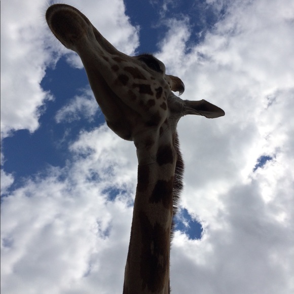 Meet your Posher, Courteney - Picture 4 of 5